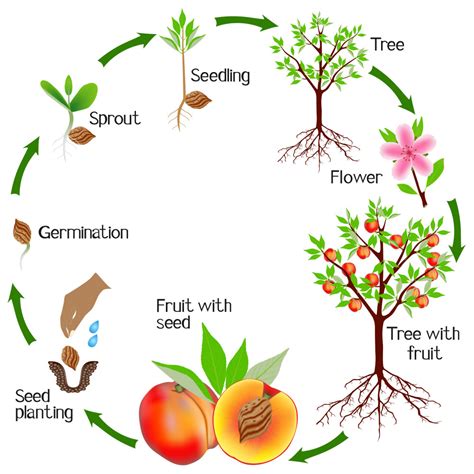 How to Get and Grow All Plants 